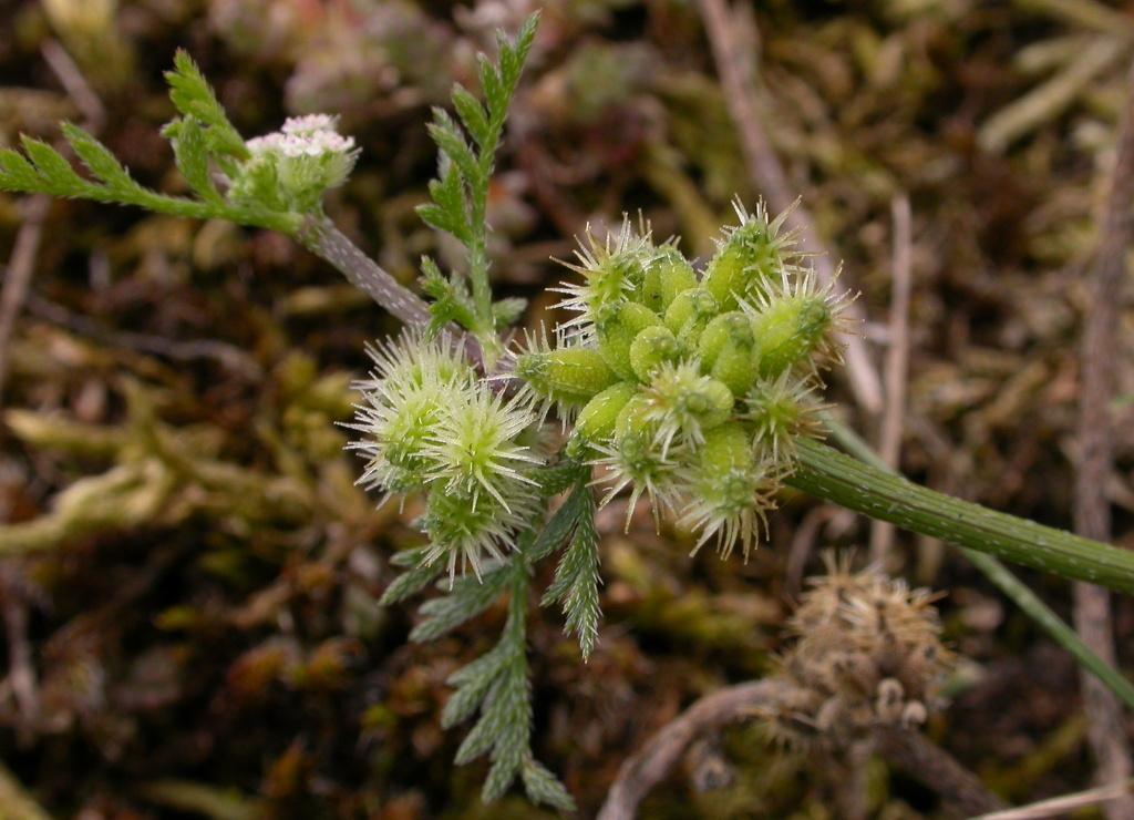 Torilis nodosa (door Peter Meininger)