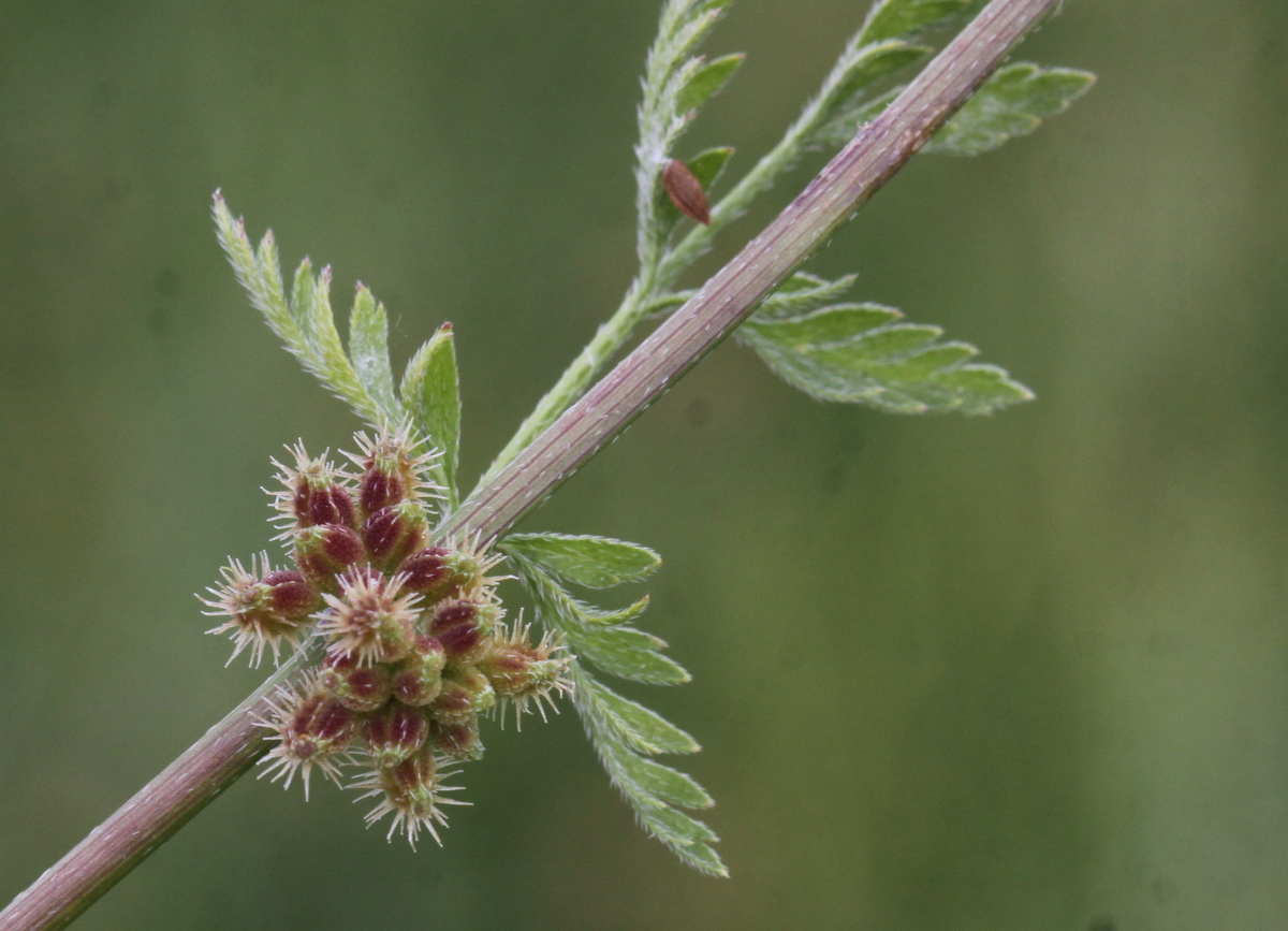 Torilis nodosa (door Peter Meininger)