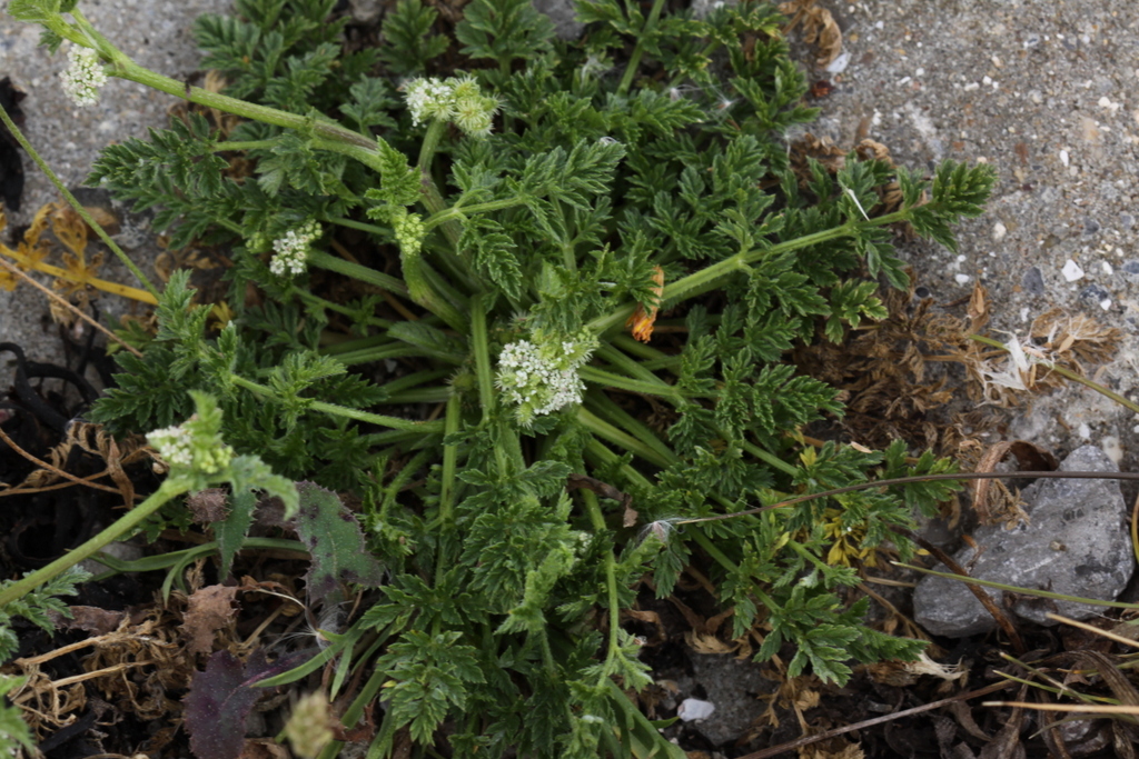 Torilis nodosa (door Peter Meininger)