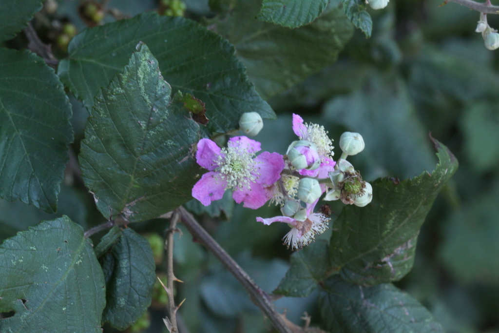 Rubus ulmifolius (door Peter Meininger)