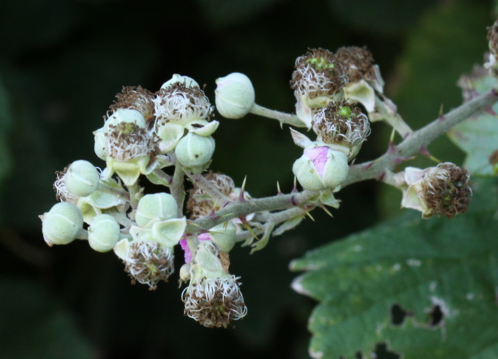 Rubus ulmifolius (door Peter Meininger)