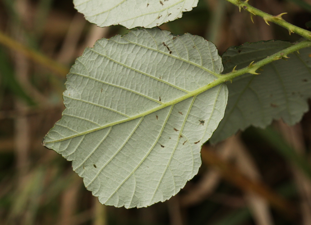 Rubus ulmifolius (door Peter Meininger)