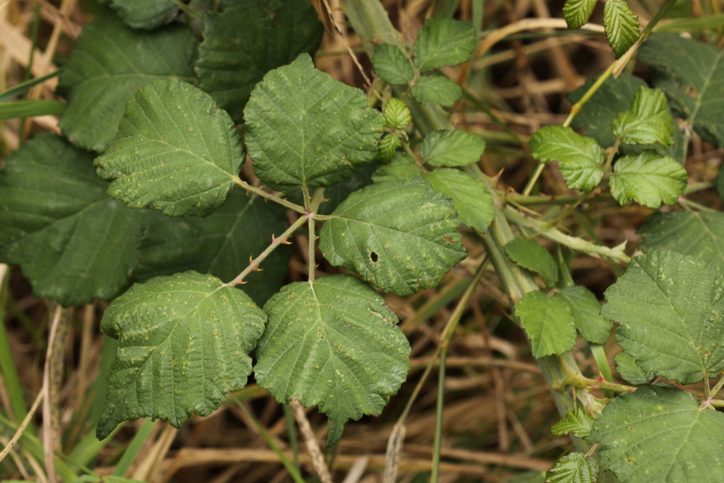 Rubus ulmifolius (door Peter Meininger)