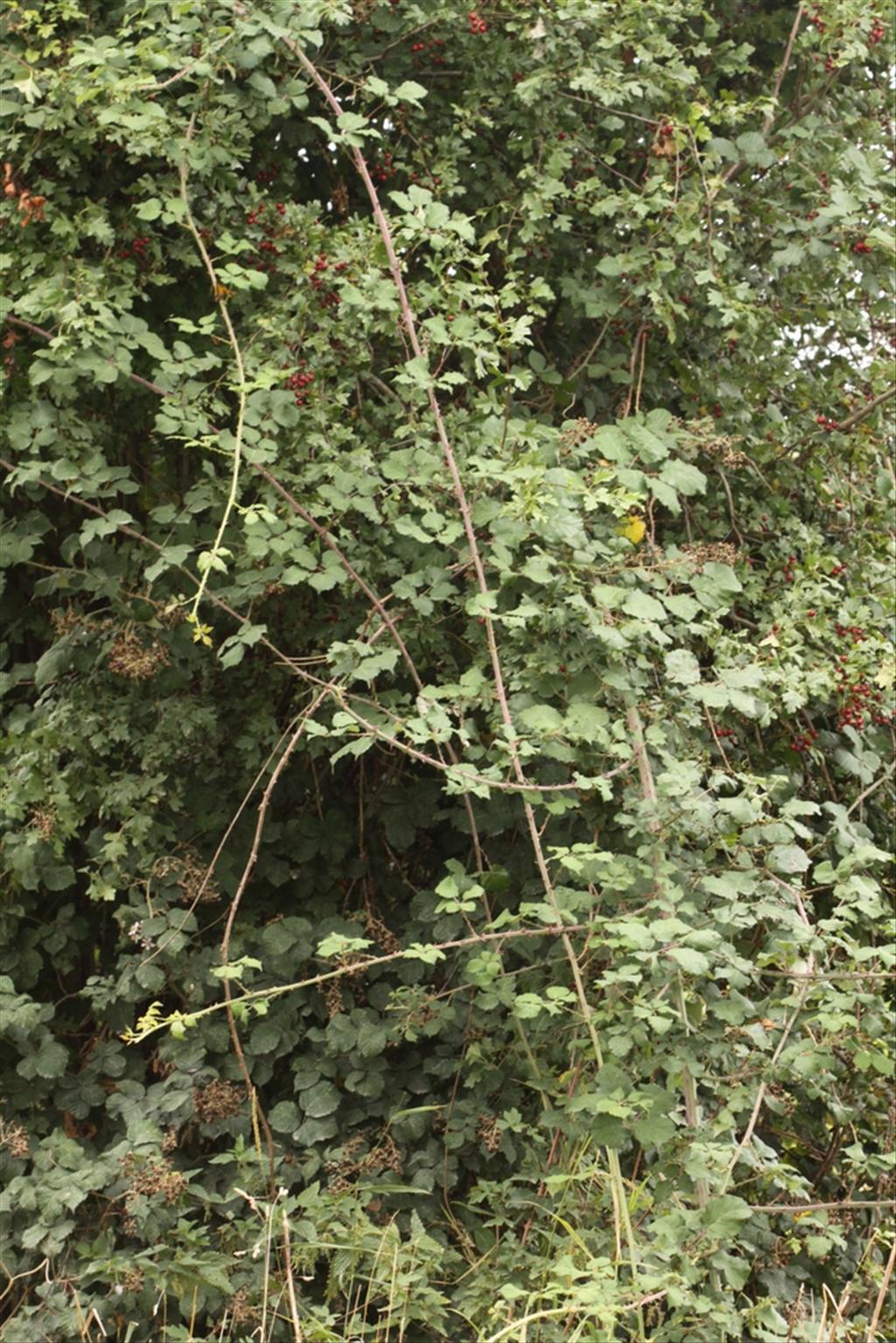 Rubus ulmifolius (door Peter Meininger)