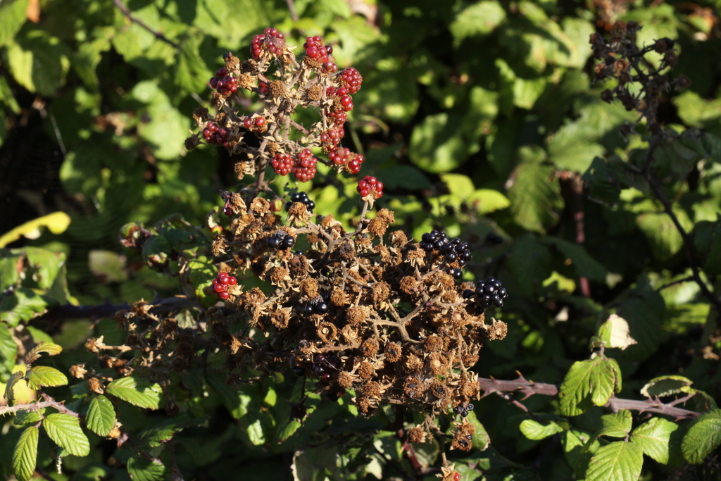 Rubus ulmifolius (door Peter Meininger)