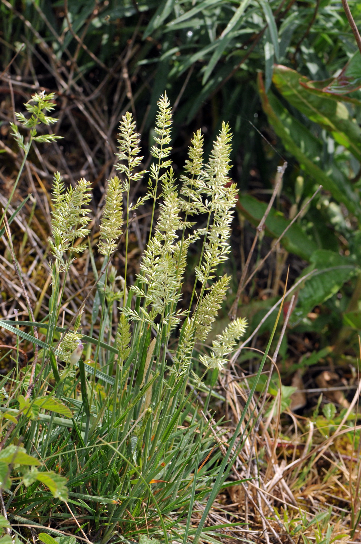 Koeleria albescens (door Hans Toetenel)