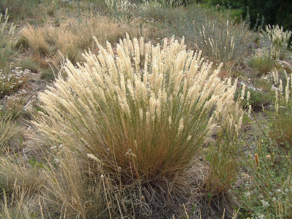 Melica ciliata (door Adrie van Heerden)