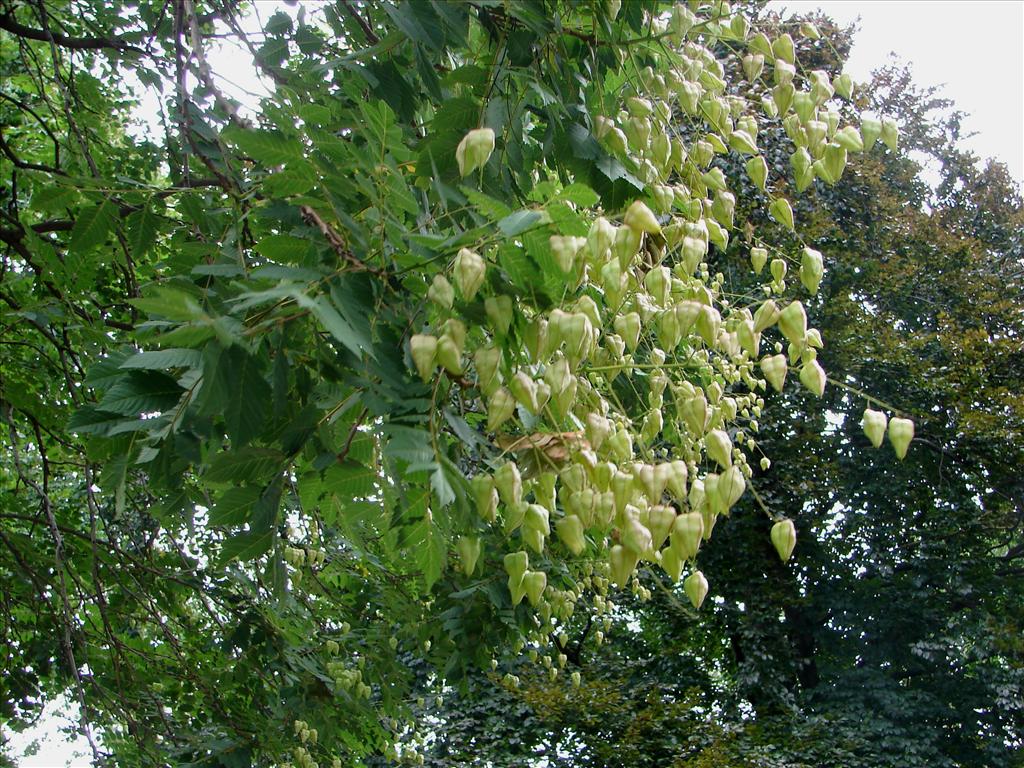 Koelreuteria paniculata (door Adrie van Heerden)