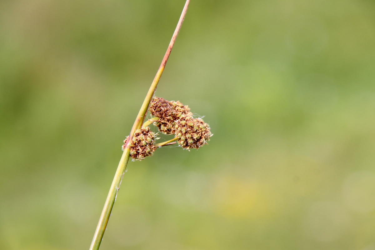 Scirpoides holoschoenus (door Peter Meininger)