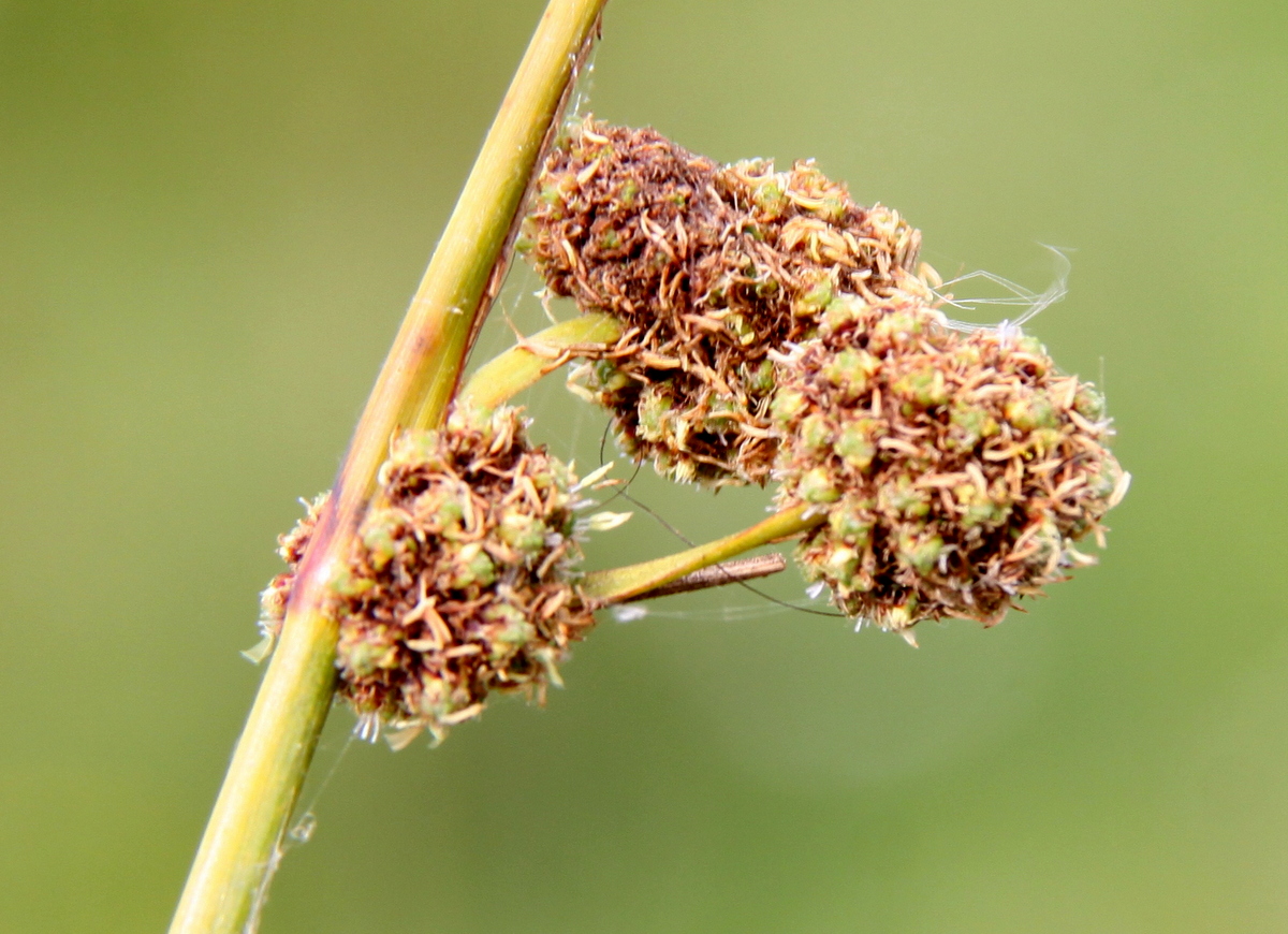 Scirpoides holoschoenus (door Peter Meininger)