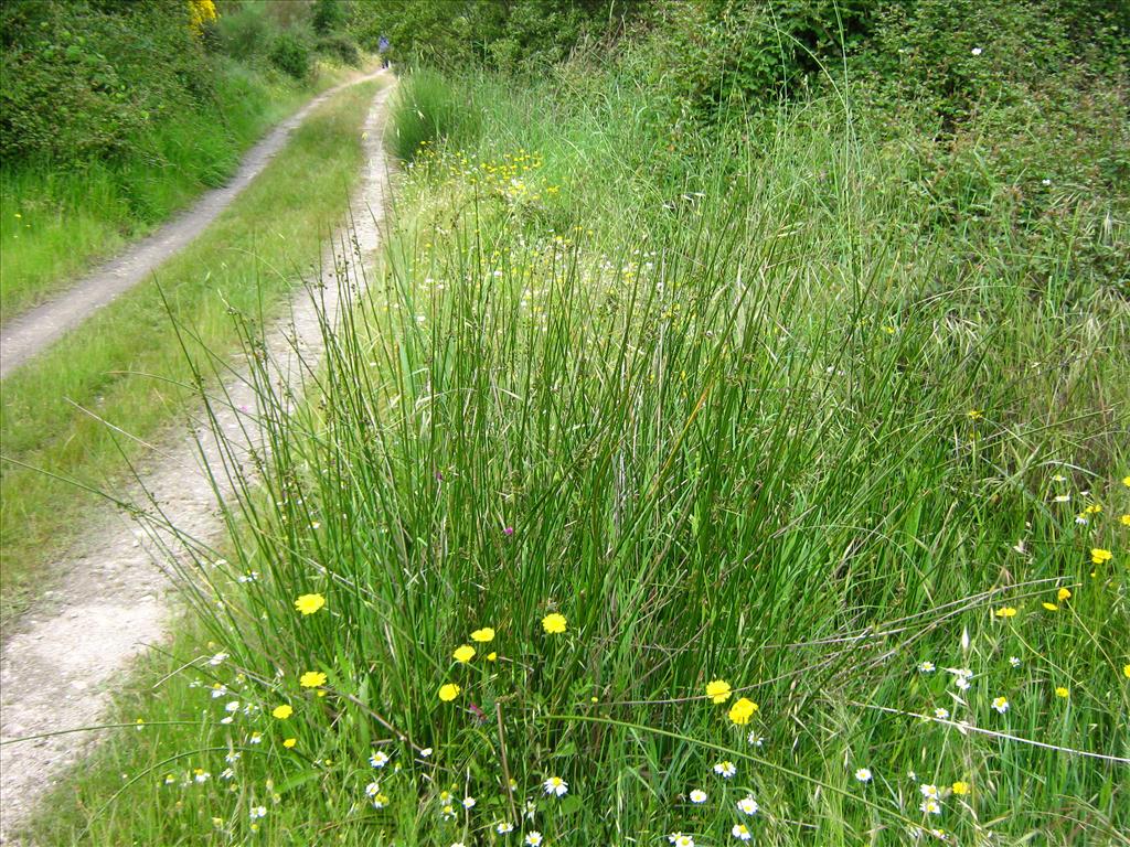 Scirpoides holoschoenus (door Toon Verrijdt)