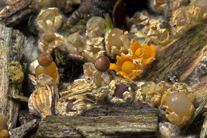 Sphaerobolus stellatus (door Gerben Winkel)