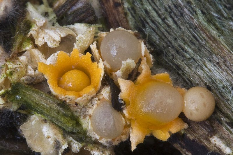Sphaerobolus stellatus (door Gerben Winkel)