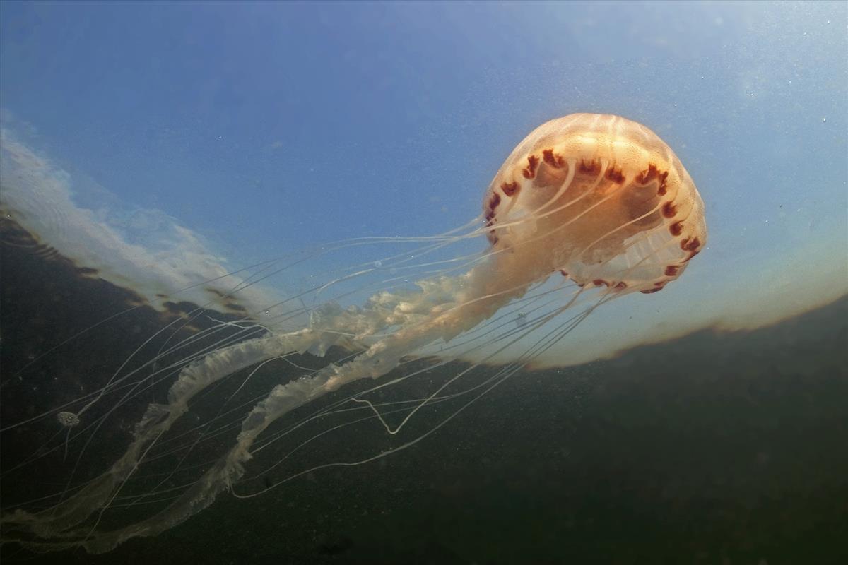 Chrysaora hysoscella (door Marion Haarsma)