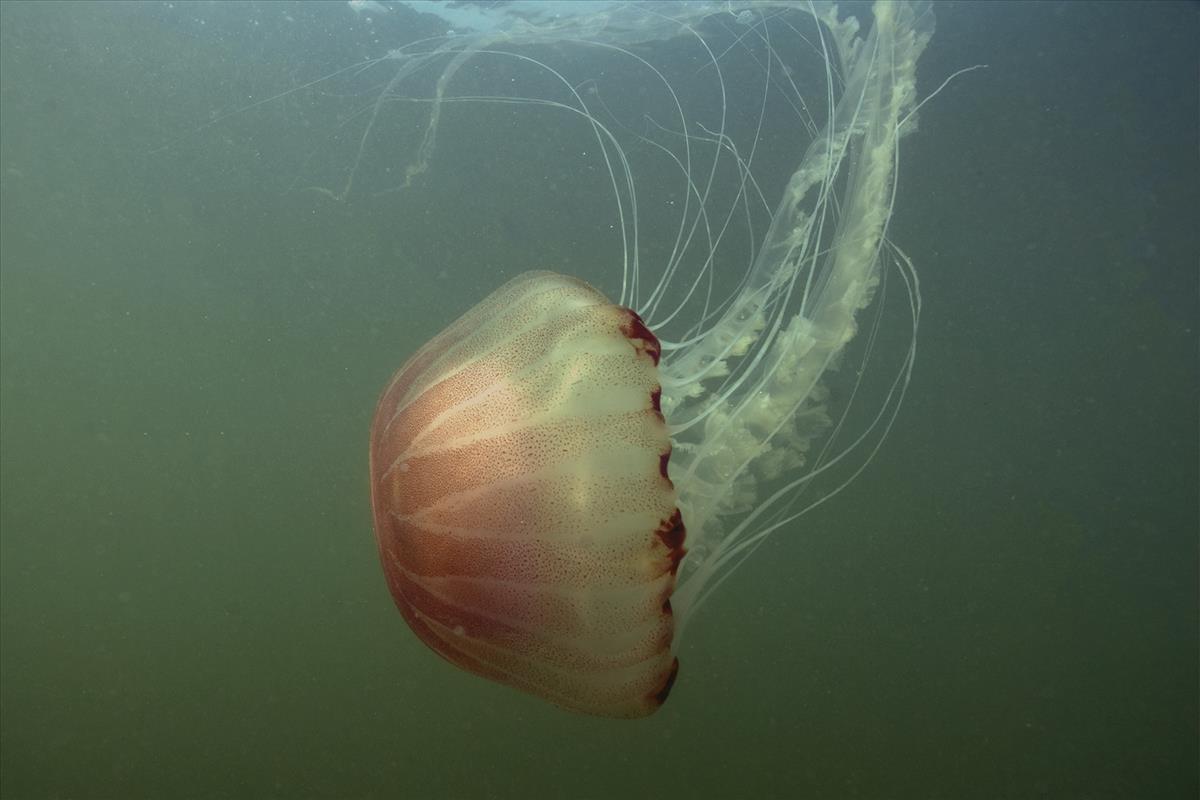 Chrysaora hysoscella (door Marion Haarsma)