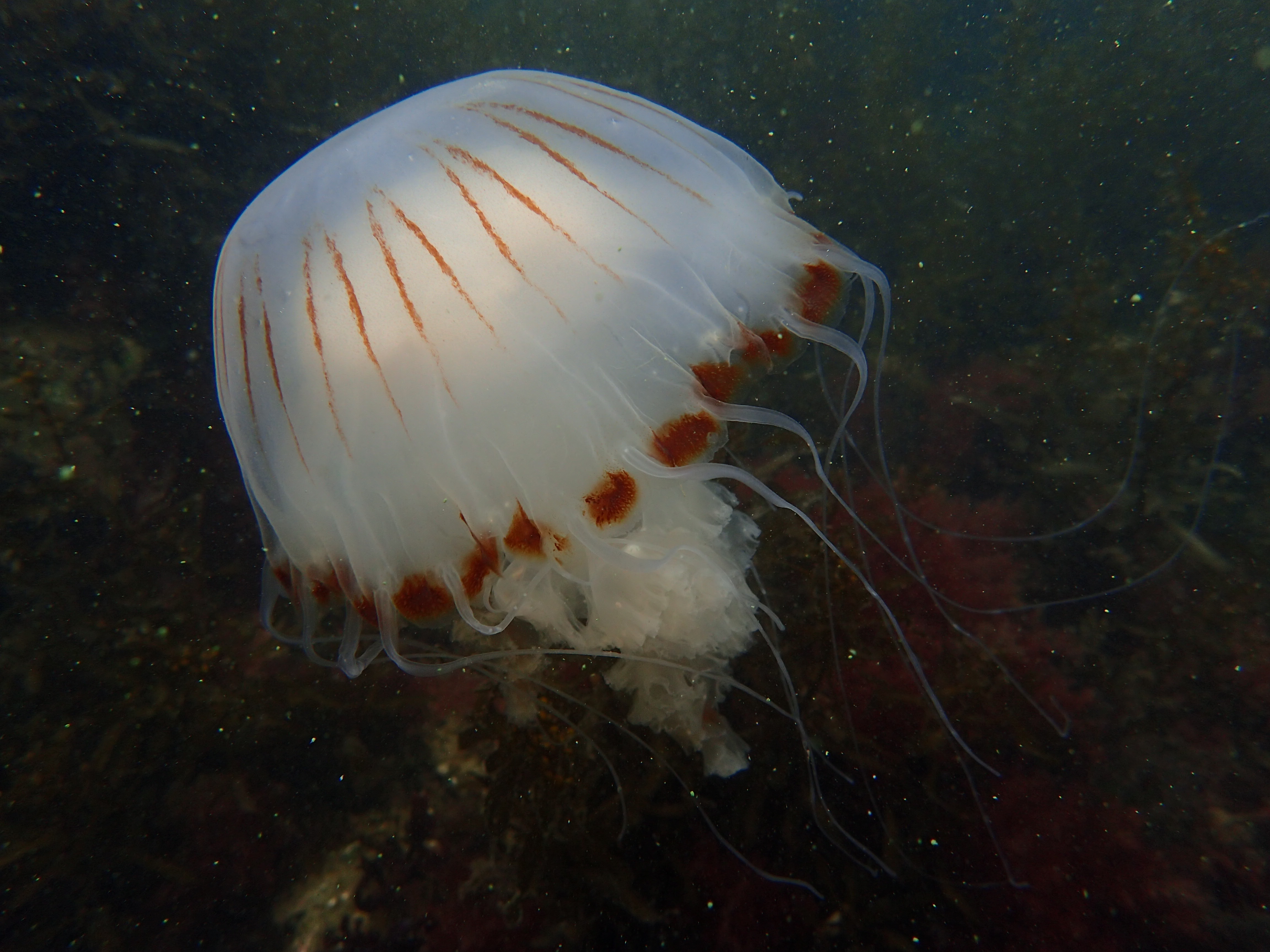 Chrysaora hysoscella (door Conny Keultjes)