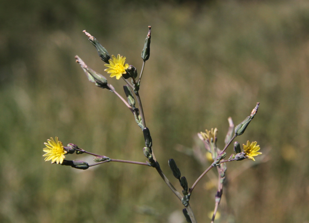 Lactuca serriola (door Peter Meininger)