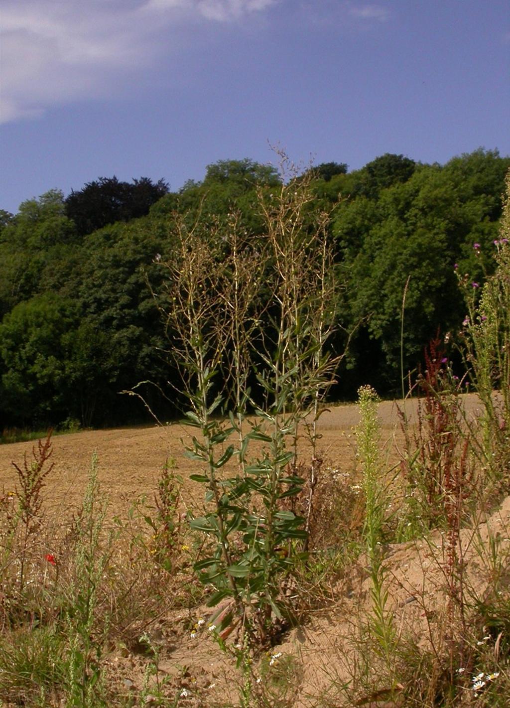 Lactuca serriola (door Peter Meininger)