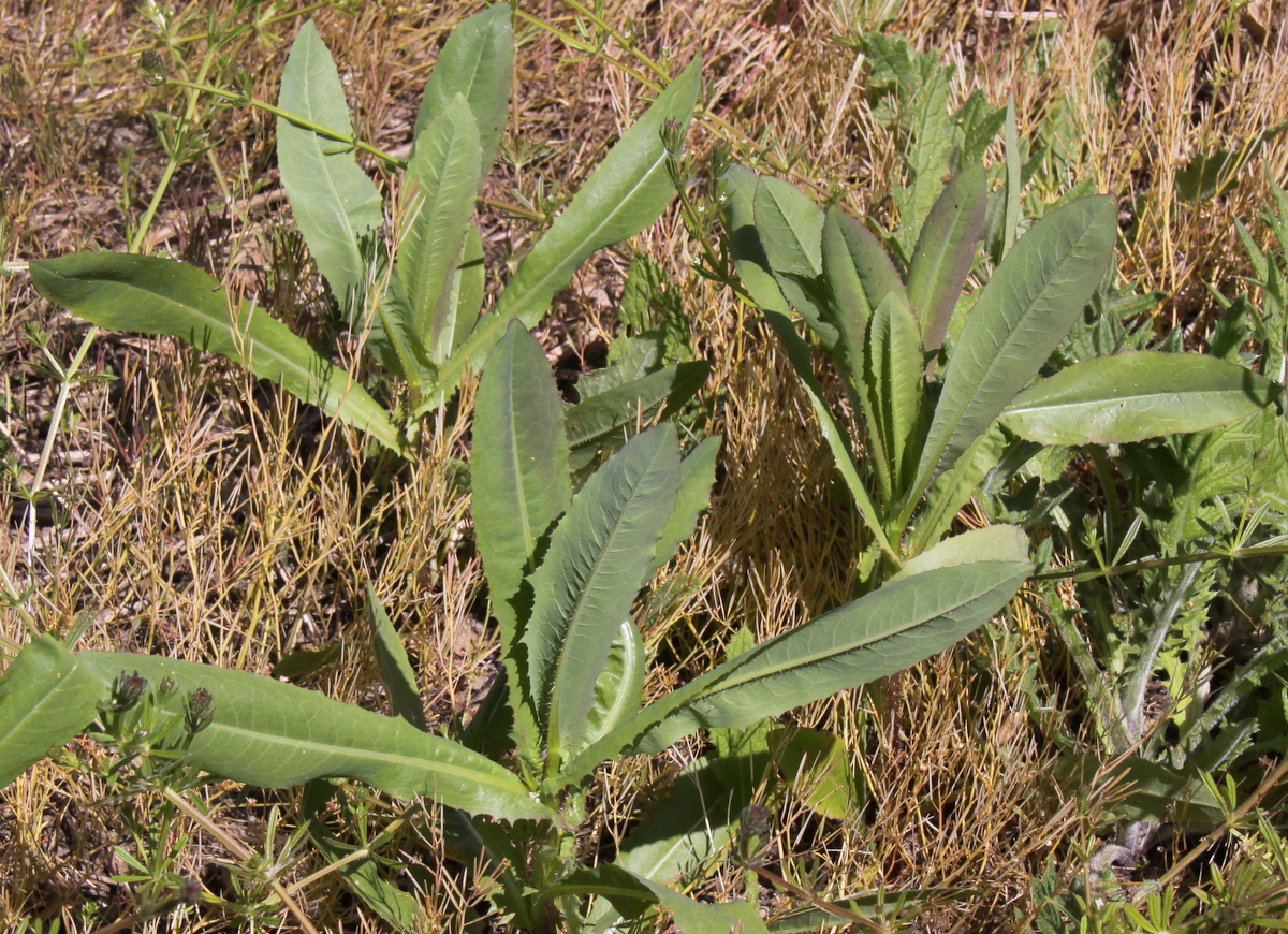 Lactuca serriola (door Peter Meininger)