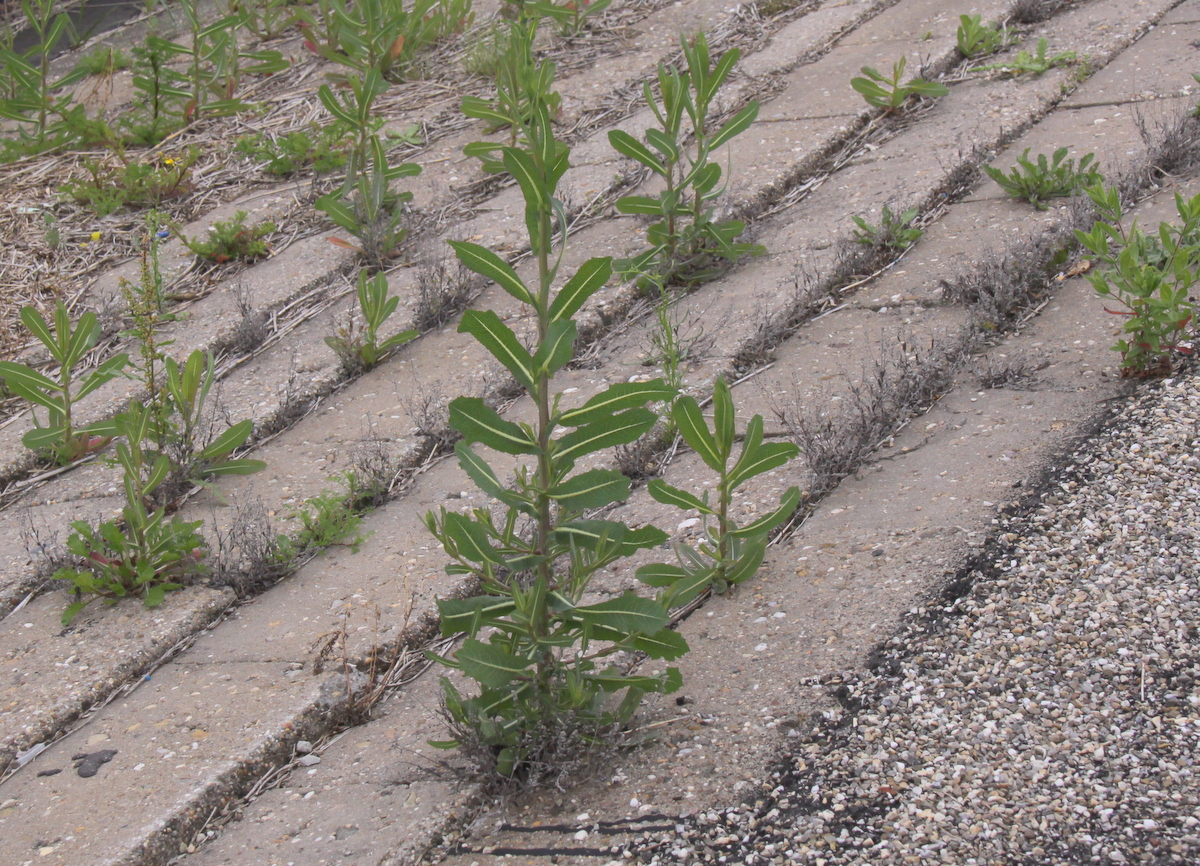 Lactuca serriola (door Peter Meininger)