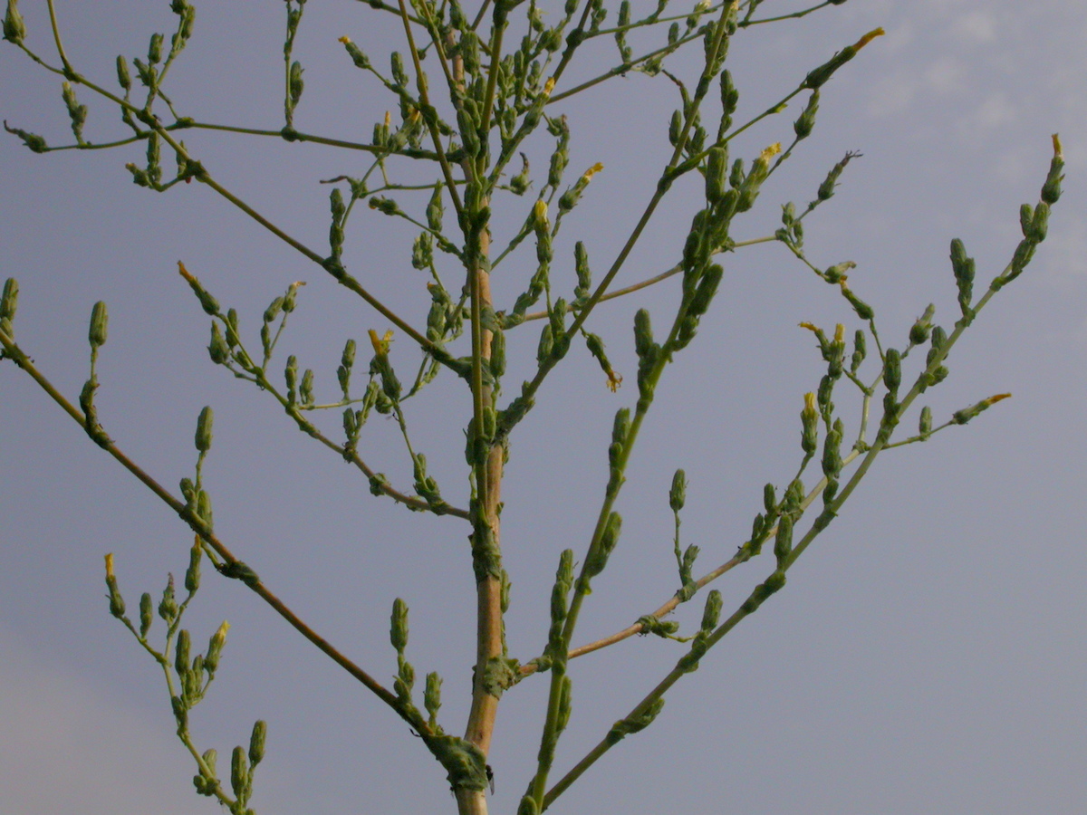 Lactuca serriola (door Peter Meininger)