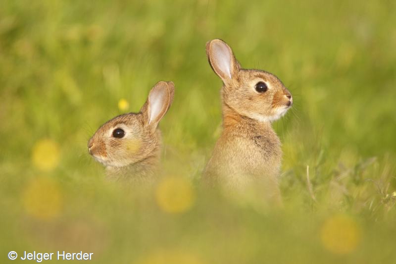 Oryctolagus cuniculus (door Jelger Herder)