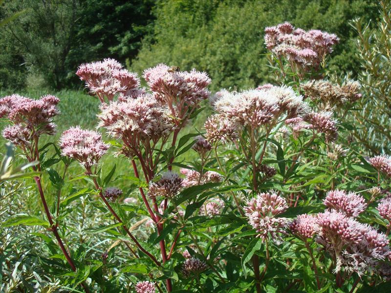 Eupatorium cannabinum (door Michael Inden)