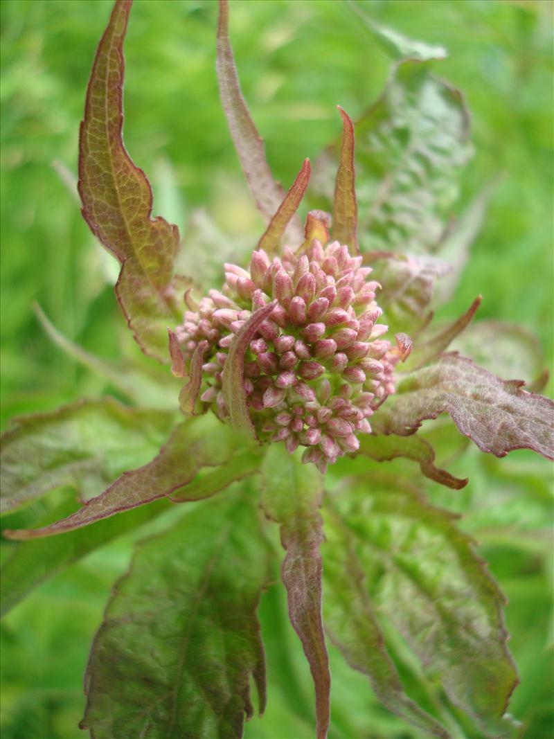 Eupatorium cannabinum (door Michael Inden)