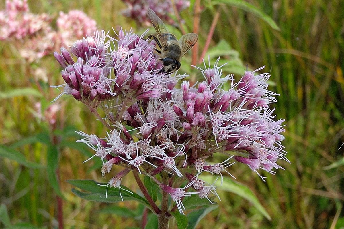 Eupatorium cannabinum (door Ab H. Baas)