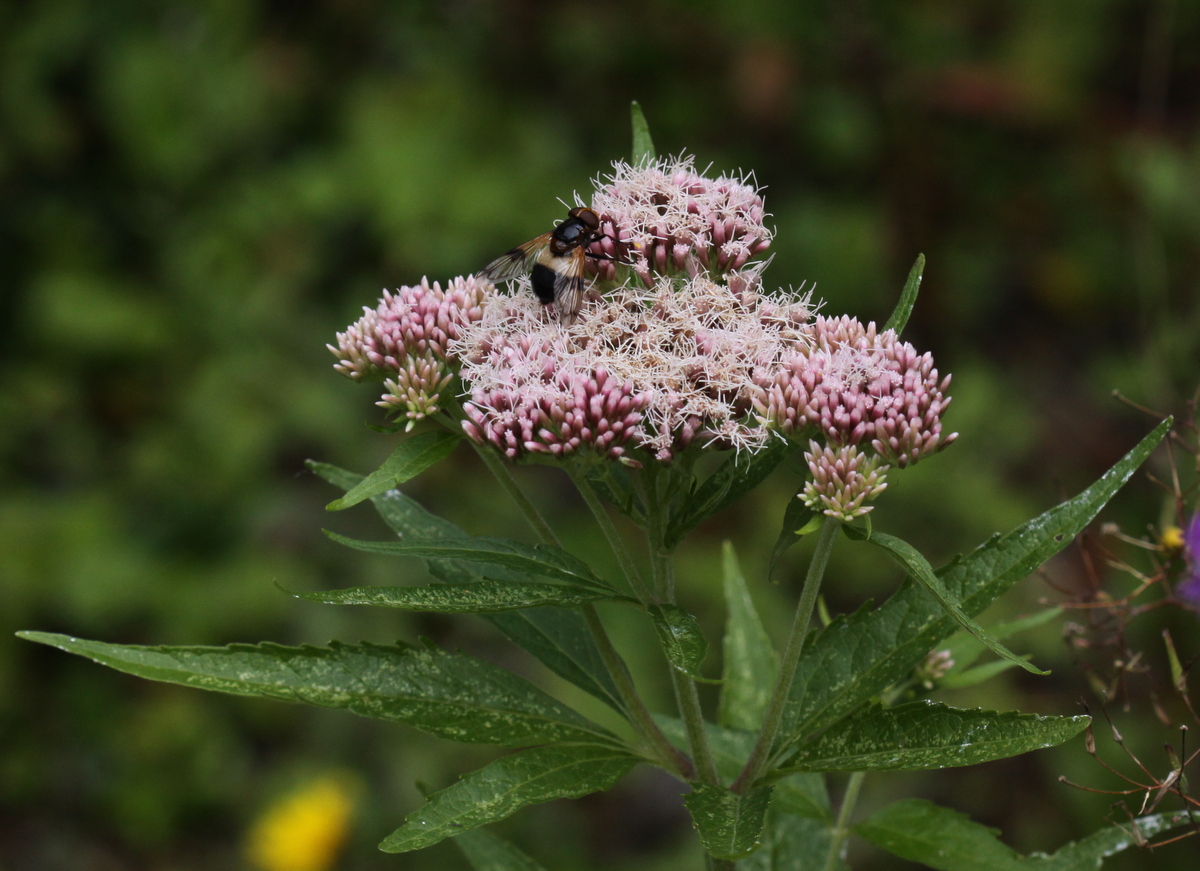 Eupatorium cannabinum (door Peter Meininger)