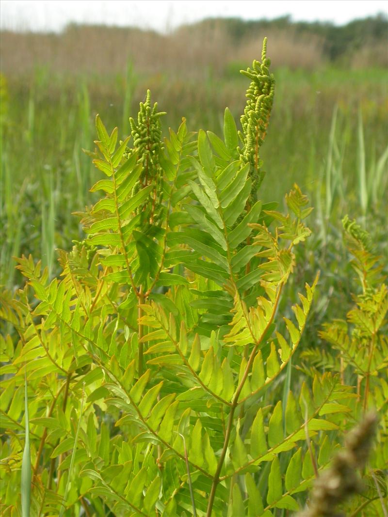 Osmunda regalis (door Laurens Sparrius)