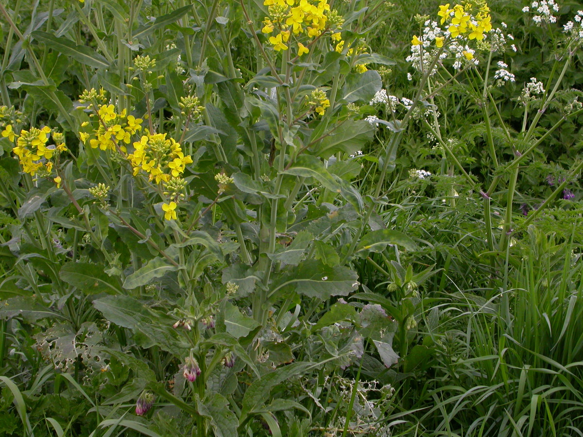 Brassica napus (door Peter Meininger)