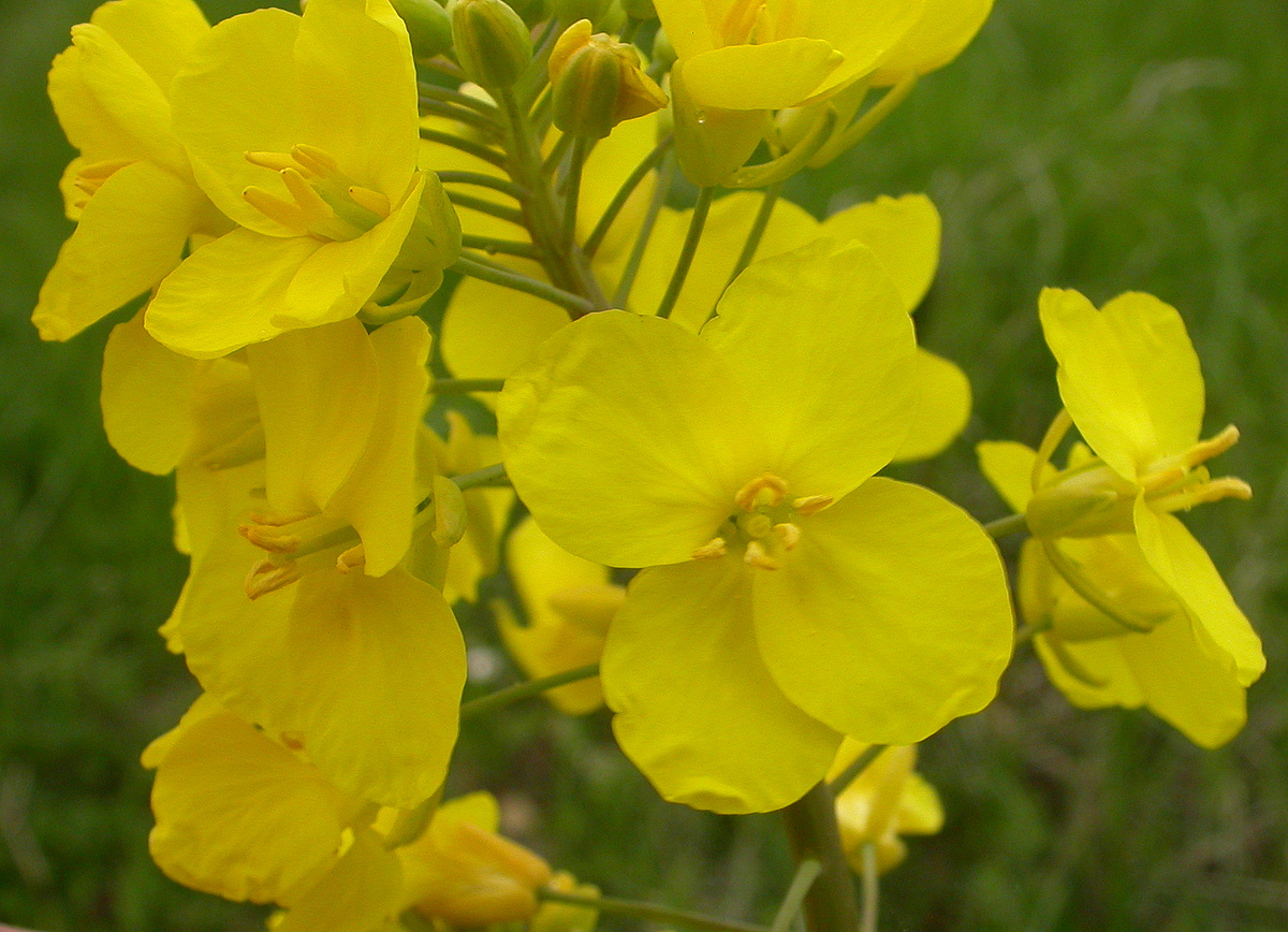 Brassica napus (door Peter Meininger)