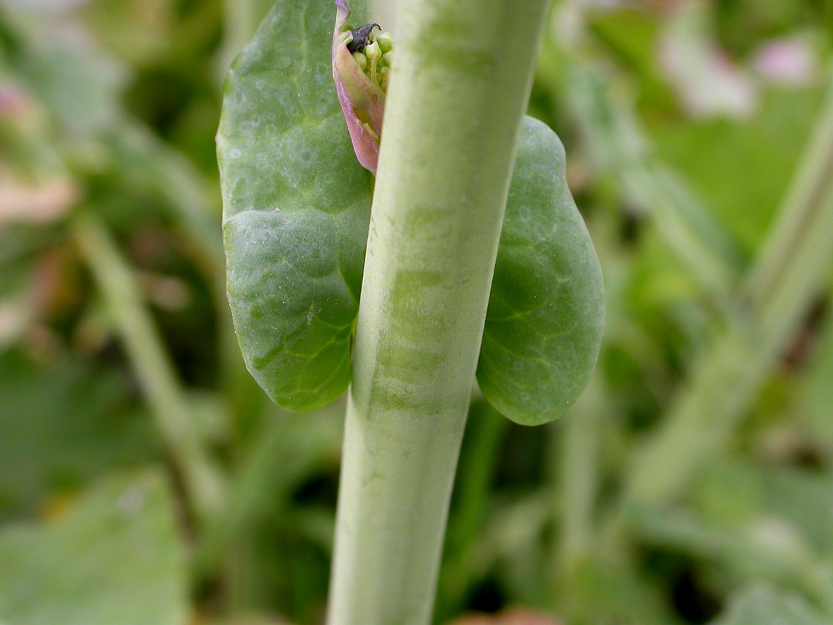 Brassica napus (door Peter Meininger)