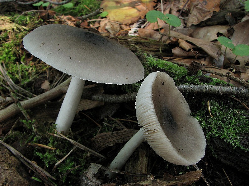 Pluteus salicinus (door Dinant Wanningen)