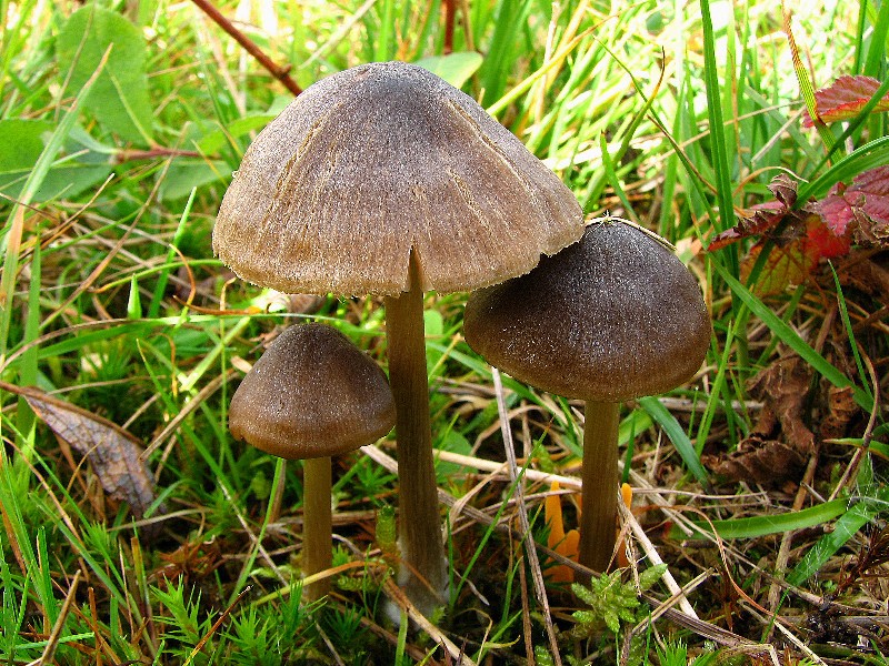 Entoloma conferendum (door Dinant Wanningen)