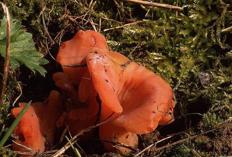 Tremiscus helvelloides (door Dinant Wanningen)