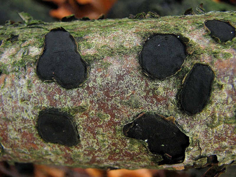 Biscogniauxia nummularia (door Dinant Wanningen)