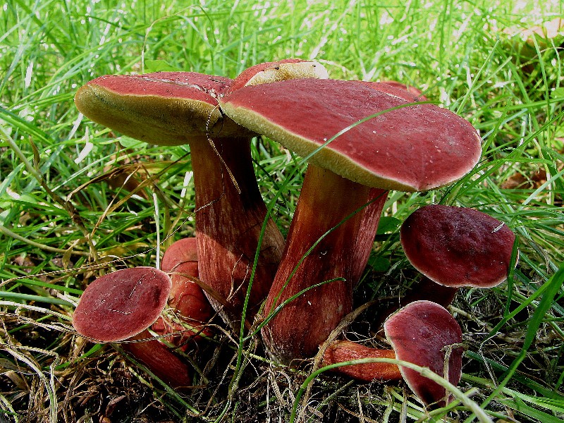 Xerocomellus rubellus (door Dinant Wanningen)