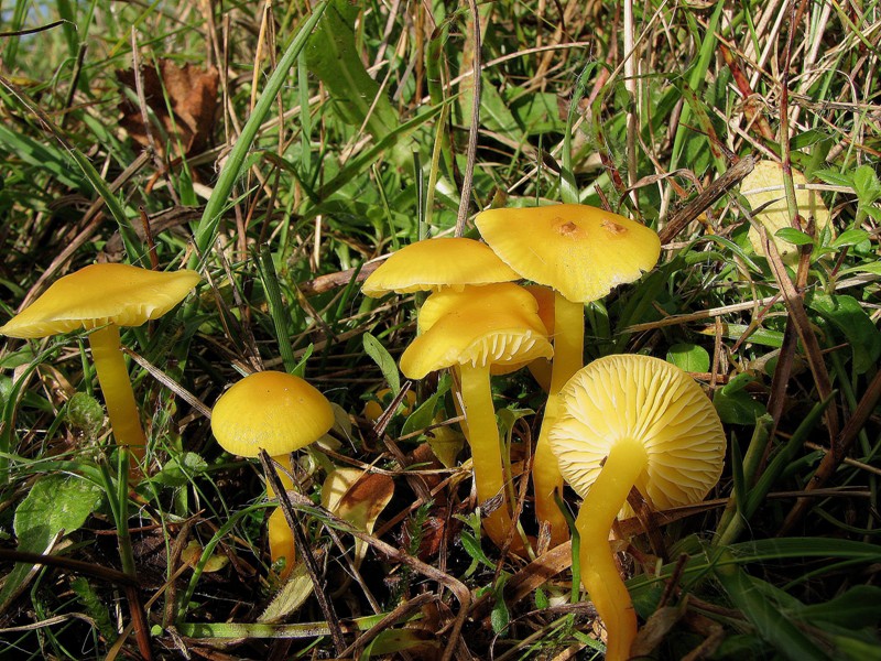 Hygrocybe ceracea (door Dinant Wanningen)