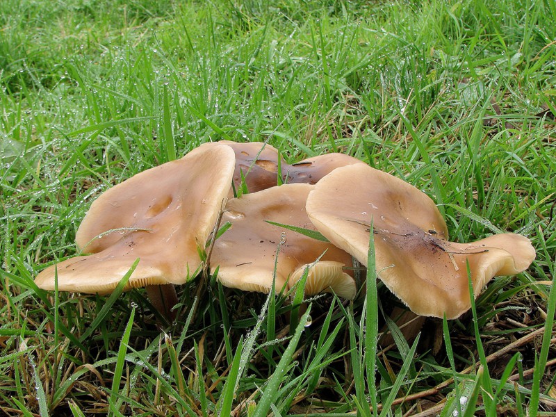 Melanoleuca cognata (door Dinant Wanningen)