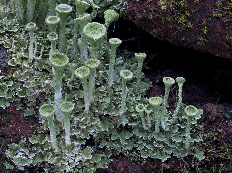 Cladonia fimbriata (door Bart Horvers)