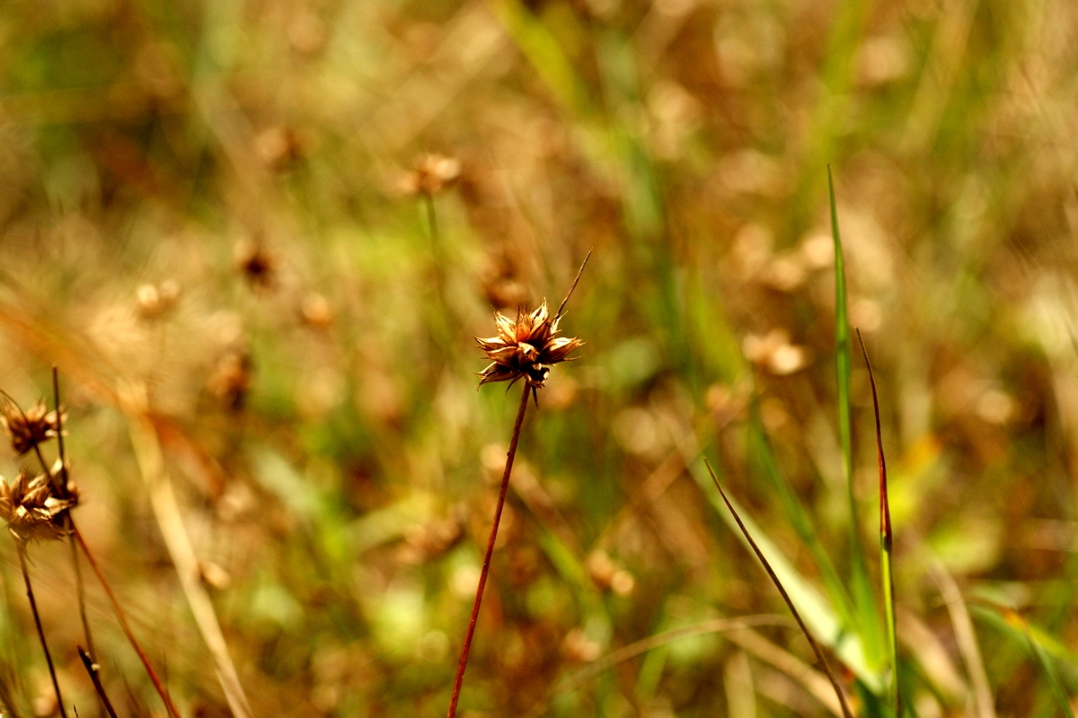 Juncus capitatus (door Joke Schaminée-Sluis)