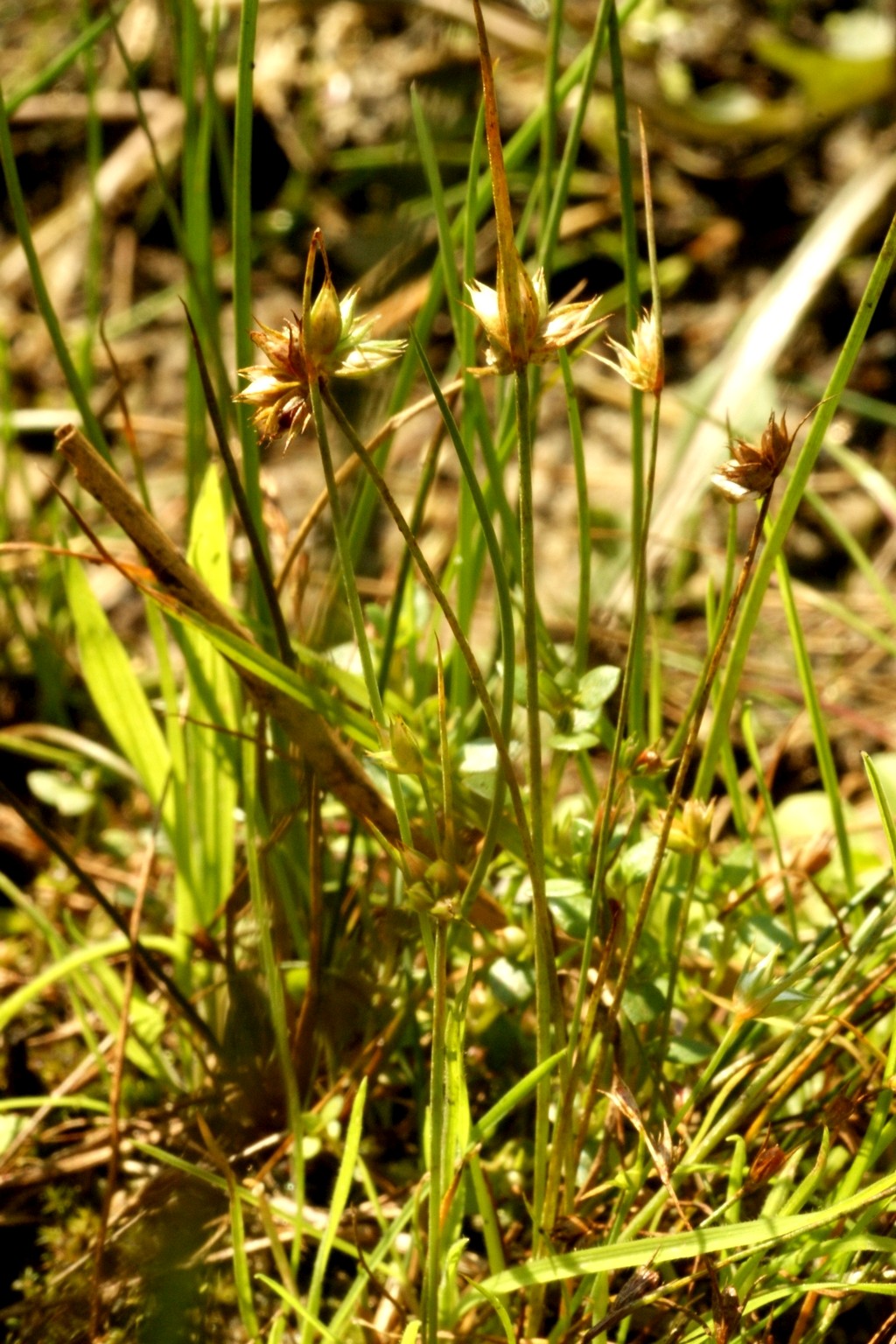 Juncus capitatus (door Joke Schaminée-Sluis)