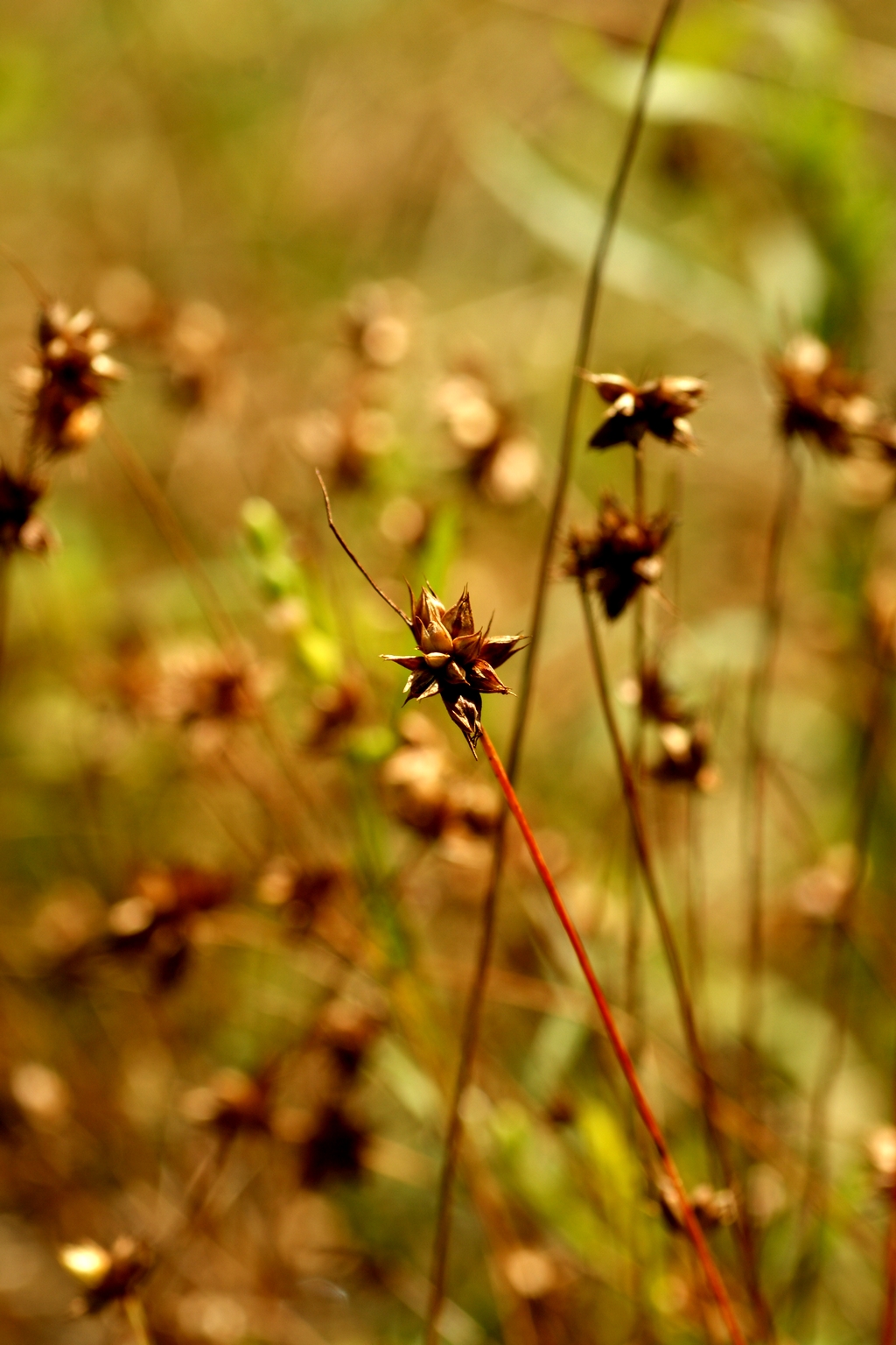 Juncus capitatus (door Joke Schaminée-Sluis)