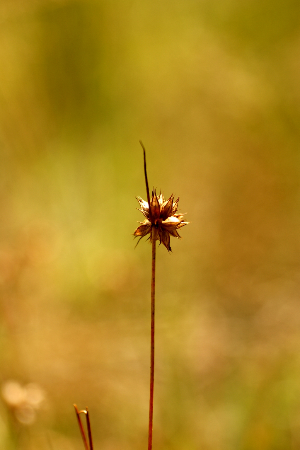 Juncus capitatus (door Joke Schaminée-Sluis)