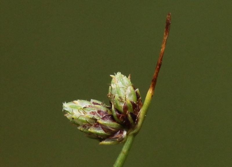 Isolepis setacea (door Peter Meininger)