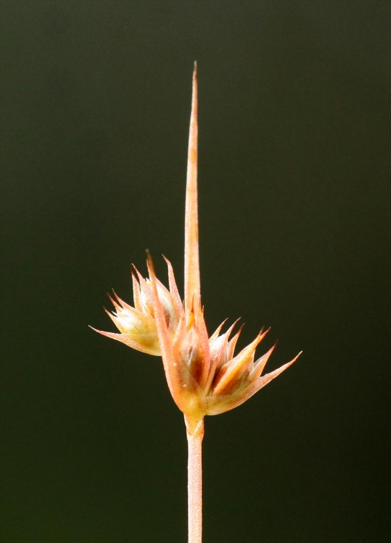 Juncus capitatus (door Peter Meininger)