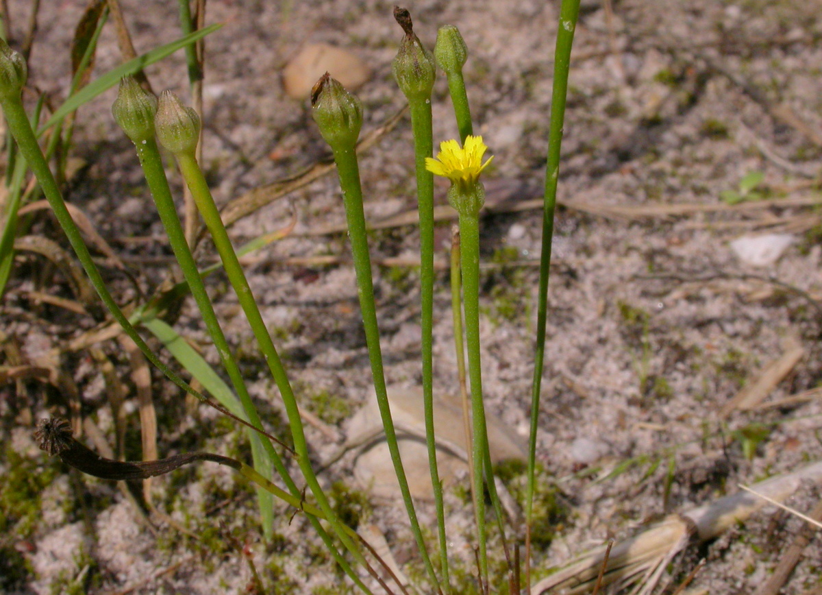 Arnoseris minima (door Peter Meininger)