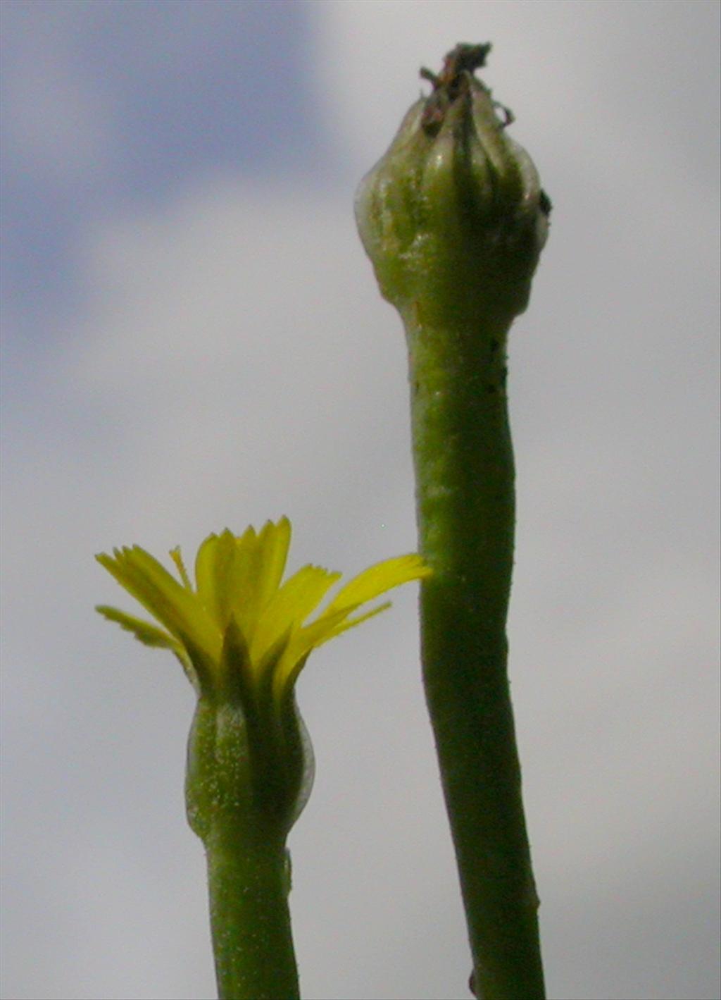 Arnoseris minima (door Peter Meininger)